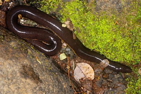  Caecilian - A Slithering Enigma That Hides In The Earth Like A Living, Breathing Fossil!