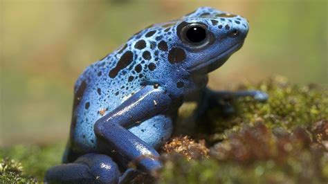  Dart Poison Frog! A Tiny Amphibian With Skin So Toxic It Could Knock Out An Elephant