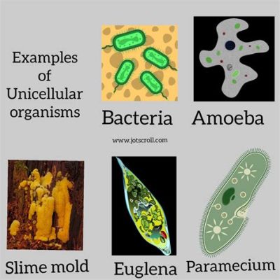  Euglena! Yksi soluinen organismi joka voi olla sekä kasvi että eläin?