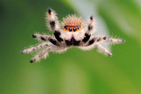  Jumping Spider -  Hyippääkö Maailman Vähiten Pelkäävä Eläin Suoraan Kädellesi?!