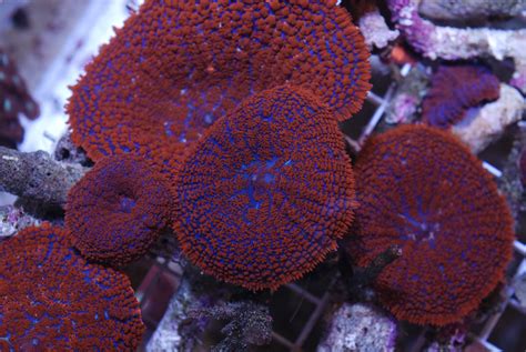 Mushroom Coral: Syvissä Veden Lumoissa Tulumineen ja Ylpeydellä Siitä!