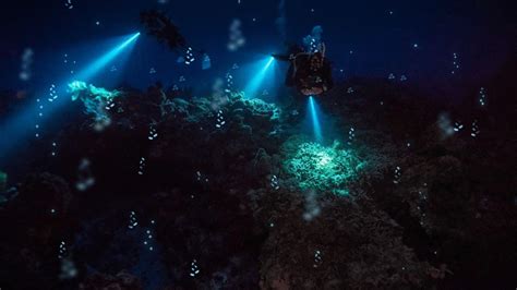  Opassi! Vaikka Ei Lenno, Se On Silti Merirotta: A Deep Dive into the Unique World of the Ostracod