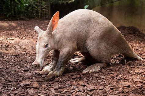  Aardvark: Kuinka monta jalkaa maapallon salaperäiseimmällä nisäkkäällä on ja miksi se rakastaa termitejä?