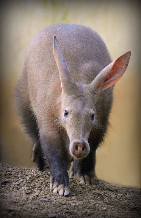  ApiKey Aardvark! This Fascinating Mammal Is Known For Its Strong Claws And Unique Feeding Habits