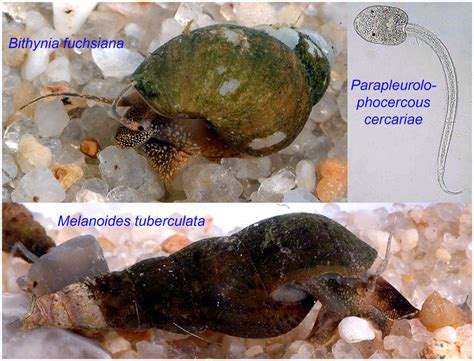  Bithynia Snails: A Glimpse into the Parasitic World!