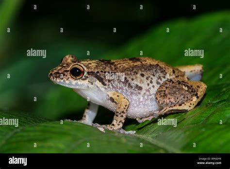  BorNEON Frog: Have You Ever Heard the Whistling Song of This Tiny Amphibian Legend?