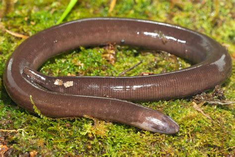  Caecilian! An Earth-Dwelling Amphibian Known For Its Worm-Like Appearance