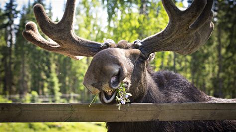  Camaeleon - Onko tämä eläin metsästyksen mestari ja luonnon kameleontti samassa paketissa?