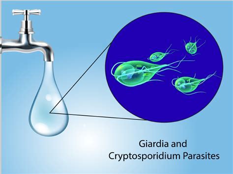  Cryptosporidium! A Tiny Parasite That Makes Big Waves in the World of Gut Health