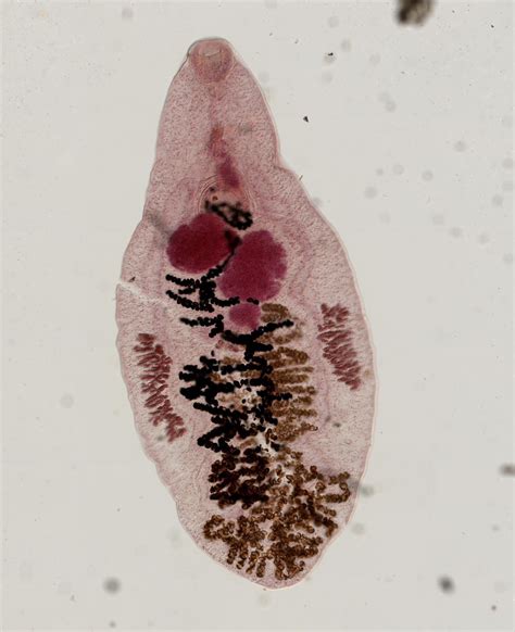  Dicrocoelium dendriticum: Kun loisia matkustavat maksan läpi, luonto osoittaa omaa viehätysvoimaansa!