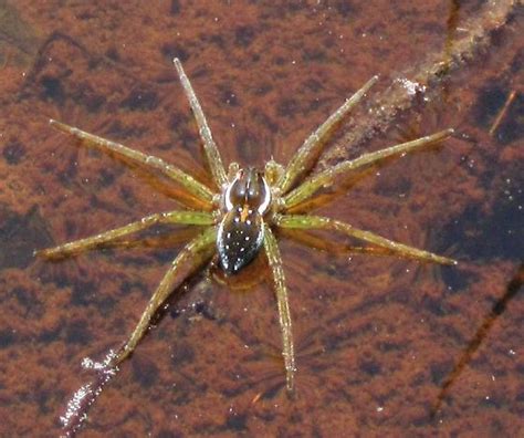  Dolomedes -  Hämmentävä ja hämäävä: Vesihämähäkkiä tutustuen!