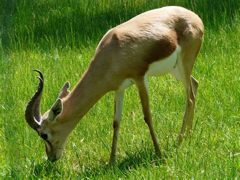  Dorcas-antiloopi: Onko tämä pieni antilooppi metsän ja savannin salaperäinen kummajainen?