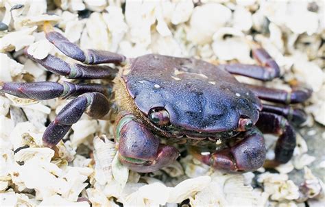  Eurasian Shore Crab: What Are These Remarkably Adaptable Ocean-Dwelling Creatures Hiding From?