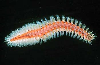  Fireworm! A Fascinating Creature Known for Its Brilliant Bioluminescence and Fiery Bristles