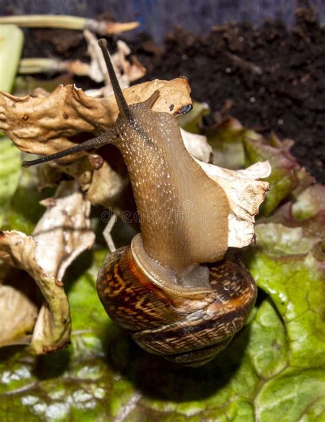  Garden Snail: This Surprisingly Agile Mollusk Can Conquer Even the Steepest Walls!