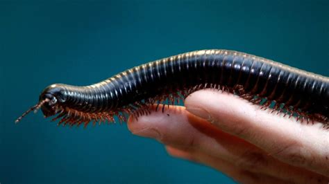 Giant Millipede: A Multi-Legged Marvel Hiding Underfallen Leaves and Thriving in Decaying Organic Matter!