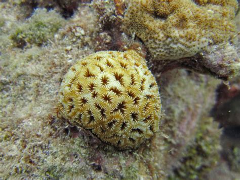  Golfball Coral: A Tiny Jewel That Lives on Sunshine, Underwater Architecture, and Spicy Food!