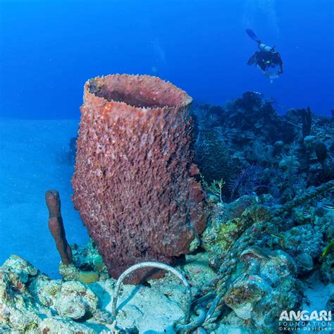  Japanese Giant Barrel Sponge - A Master of Submersion and a Homebody Extraordinaire!