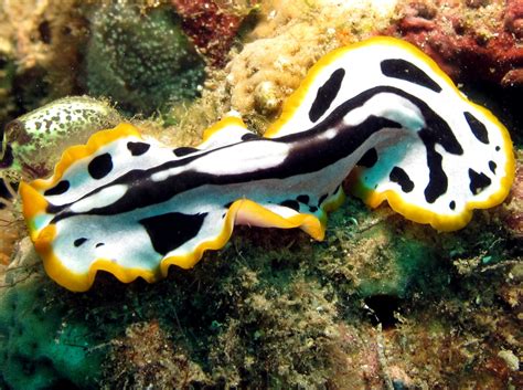  Kolothrix! An Underrated Free-Living Flatworm Exploring the Depths of Aquatic Environments