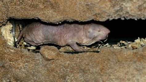  Naked Mole Rat:  Living Underground and Eschewing Social Norms for Cooperative Chaos!