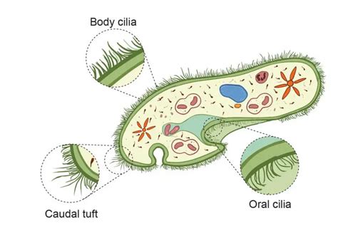  Paramecium! A Tiny Tornado of Cilia, Constantly Spinning Its Way Through Microscopic Waters