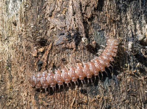  Polydesmus – Tunteneanko sinua pehmeäkarvaisen ja kolmiparistaisen luontoystävänä?