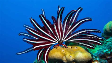  Queensland Featherstar: This Remarkably Vibrant Creature Lives a Solitary Life Anchored to the Seabed