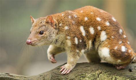  Queensland Quoll! A Tiny Marsupial Warrior Battling for Survival Against All Odds