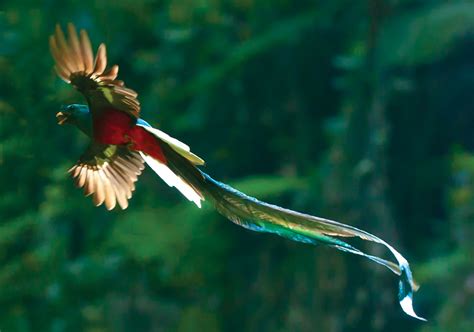 Quetzal! A Bird Whose Feathers Shine Like Jewels and whose Voice Sounds Like an Enchanted Forest