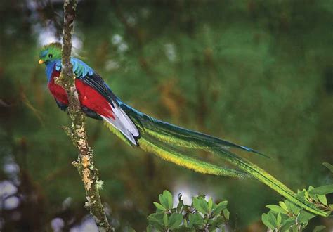  Quetzal! The Elusive Bird With Jewel-Toned Feathers That Glides Through Tropical Rainforests