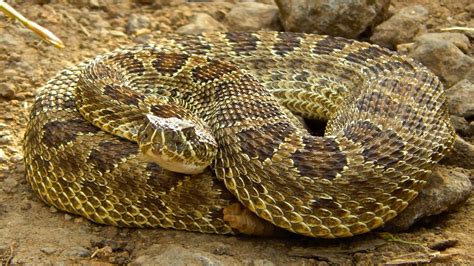 Rattler – An Amazing Reptile That Thrives on Stealthy Hunts and Sun-Basking Sessions!