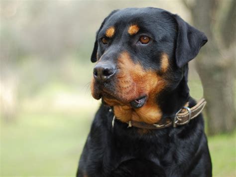 Rottweiler, Kylmäverinen ja Kuvaava!