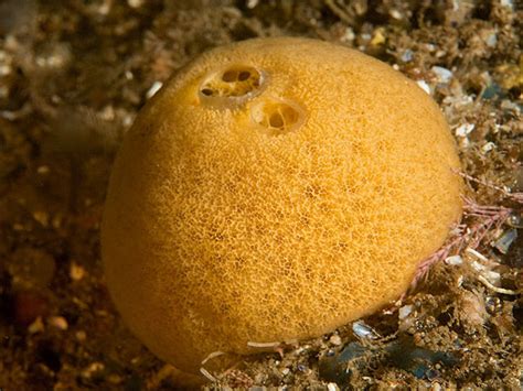  Suberites Domicella: A Sponge That's Both a Filter Feeder and an Architectural Marvel!