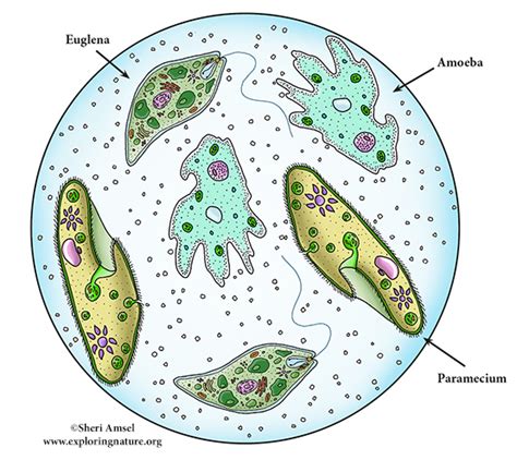 Urosolutus! Entä jos voisimme tutustua paremmin tähän piilotettuun ja mystisiin yksi soluisiin elollisen planeetan valloittajiin?