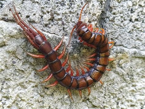 Vietnamese Centipede: A creature with a thousand legs that scuttles through the night like a tiny armored tank!