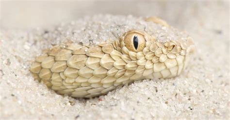  Vipersnake: A Master of Camouflage Lurking in the Desert Undergrowth!