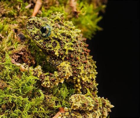  Xantus' Frog:  A Master of Camouflage With a Surprisingly Loud Voice!