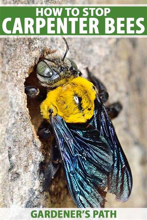  Xylocopa! Näiden puuporan metsänrakentajien elämä on täynnä yllättäviä käänteitä