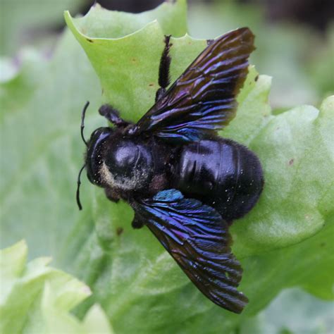 Xylocopa Violacea: Tuntematon Särkijalkainen! Meren Tyypillinen Väriä Yhdistää Maalla Esiintyvään Hyönteiseen, Joka Ei Pelkää Pimeää.