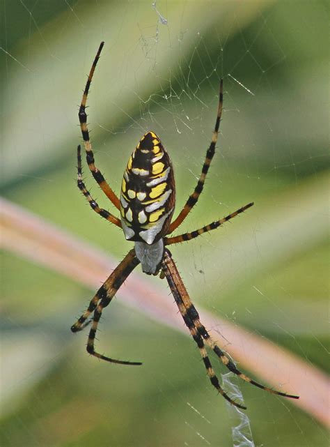  Yellow Garden Spider: Tuntuma ja kuviointi!