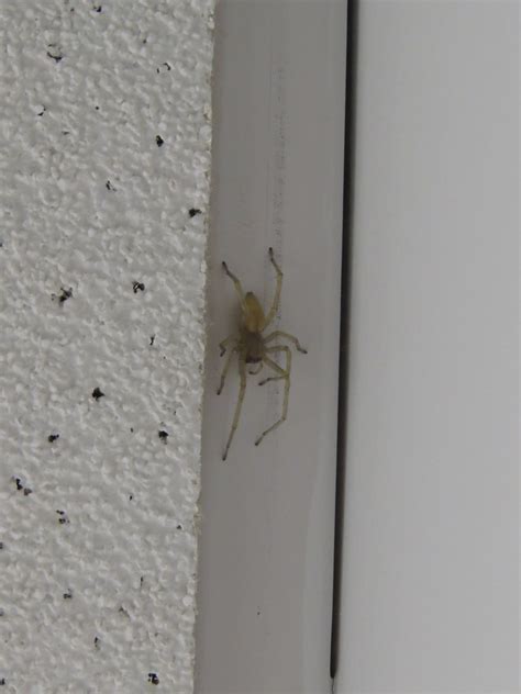  Yellow Sac Spider: A Stealthy Hunter Hiding In Plain Sight!  