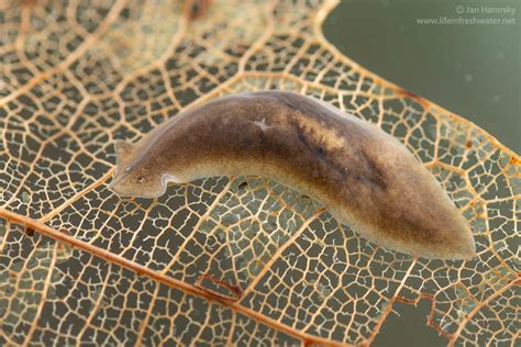  Ypsilophora! Have you ever considered the incredible dance-like movements of these captivating freshwater flatworms?