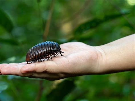  Zebra Pill Millipede: Unveiling the Curious Crawling Creature That Resembles a Tiny Striped Zebra!